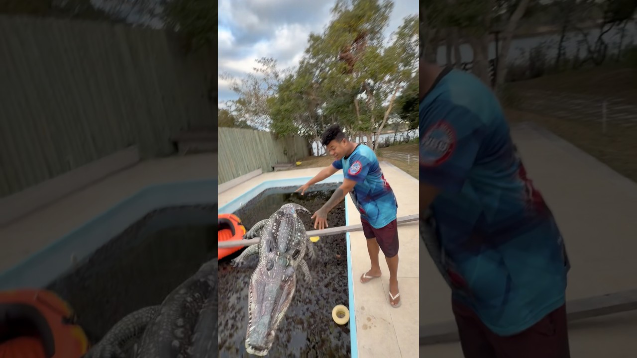 ESSE JACARÉ VAI PEGAR