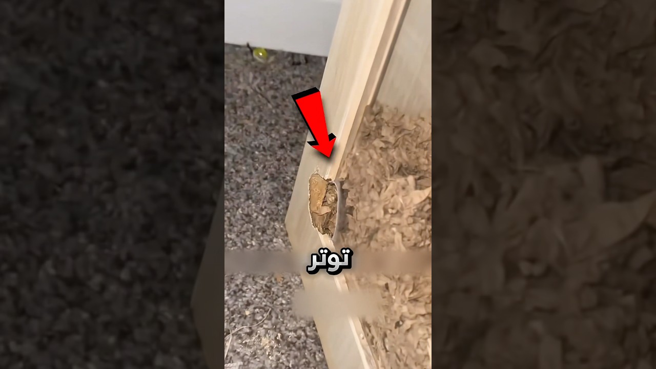 رجع للبيت فحصل حيوانه الأليف هرب من القفص !! 😨 #youtubeshorts