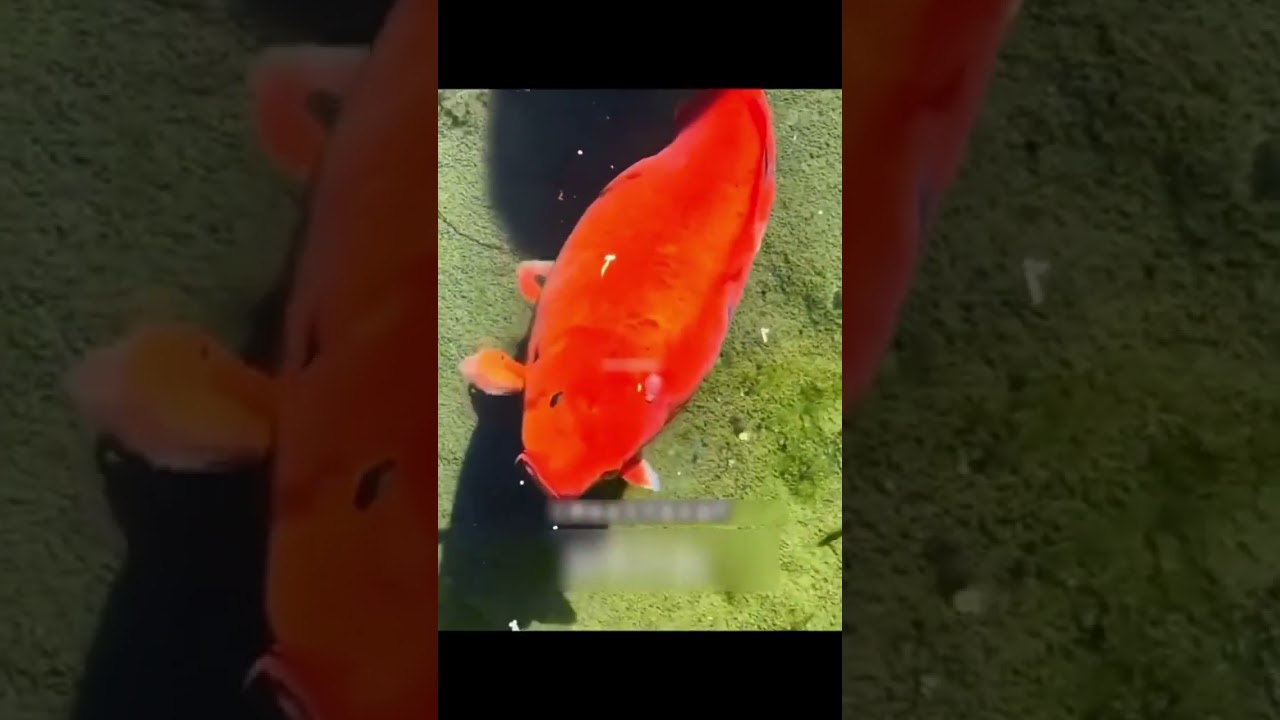 سمكه دهبيه حامل في السوق