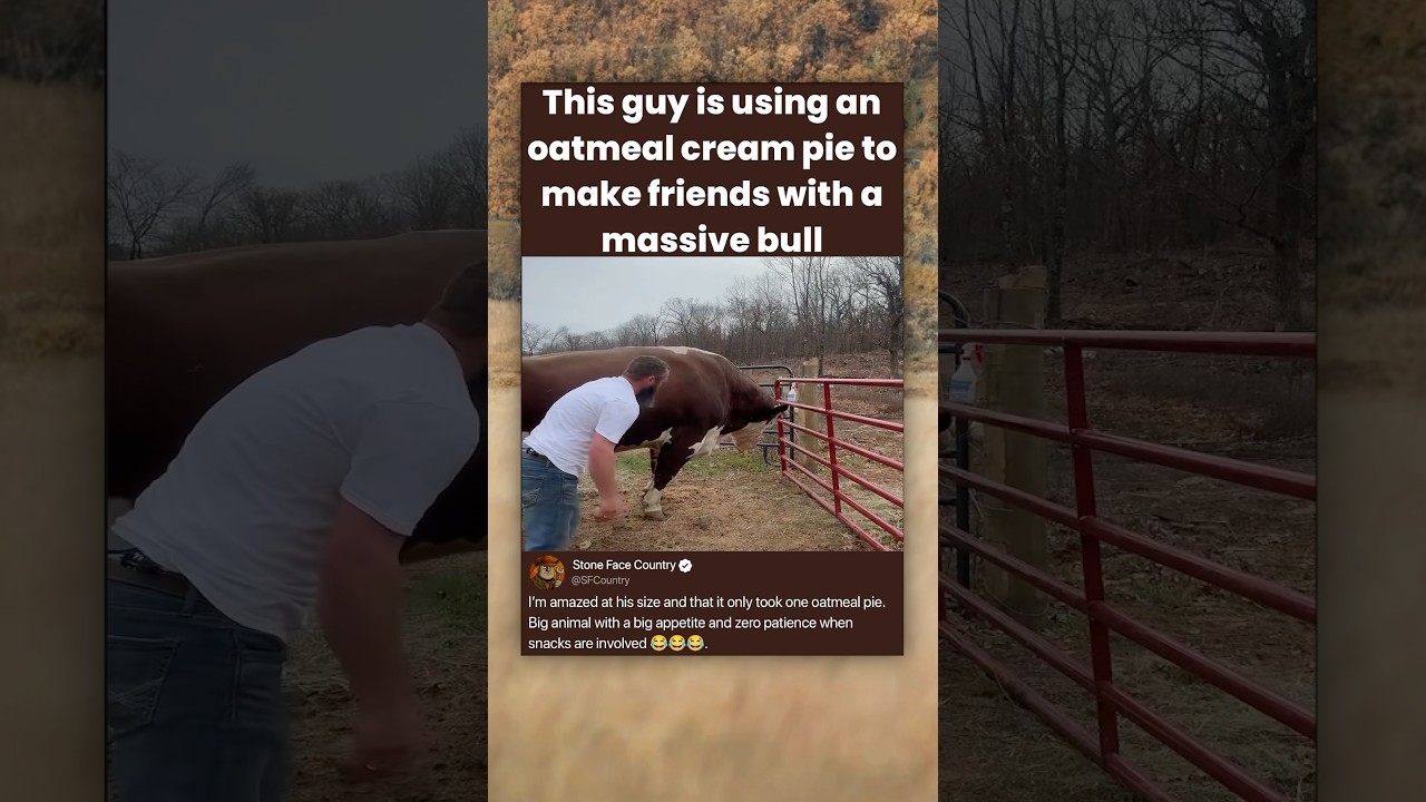 This guy is using an oatmeal cream pie to make friends with a massive bull - Published by Stone Face Country 
