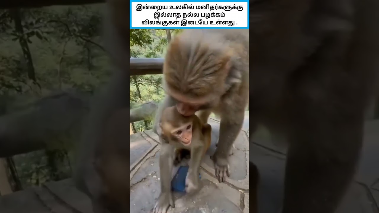 இன்றைய உலகில் மனிதர்களுக்கு இல்லாத நல்ல பழக்கம் விலங்குகள் இடையே உள்ளது. #shorts
