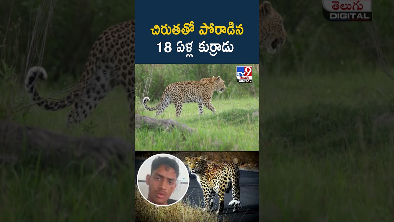 చిరుతతో పోరాడిన 18 ఏళ్ల కుర్రాడు - TV9