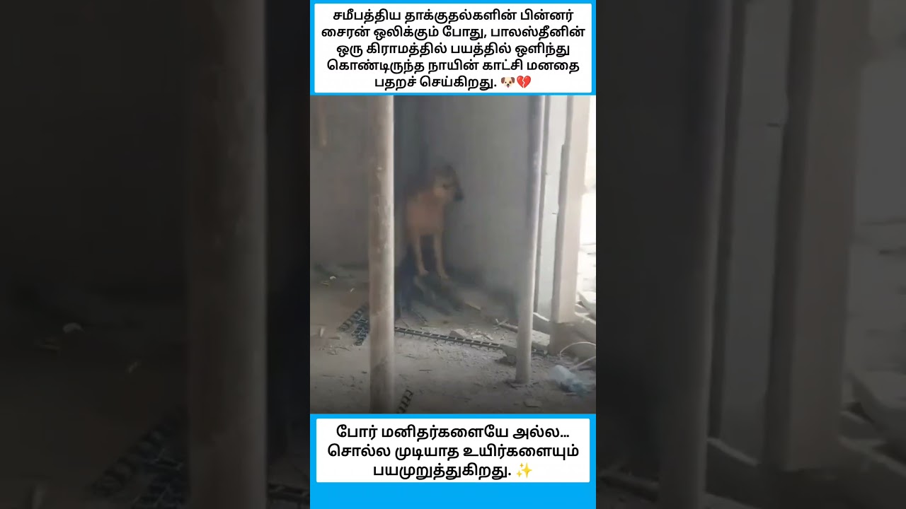 மனிதர்களையே அல்ல... சொல்ல முடியாத உயிர்களையும் பயமுறுத்துகிறது #shorts