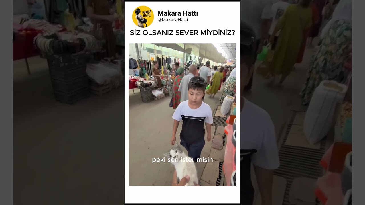 kedimi niye kimse sevmedi