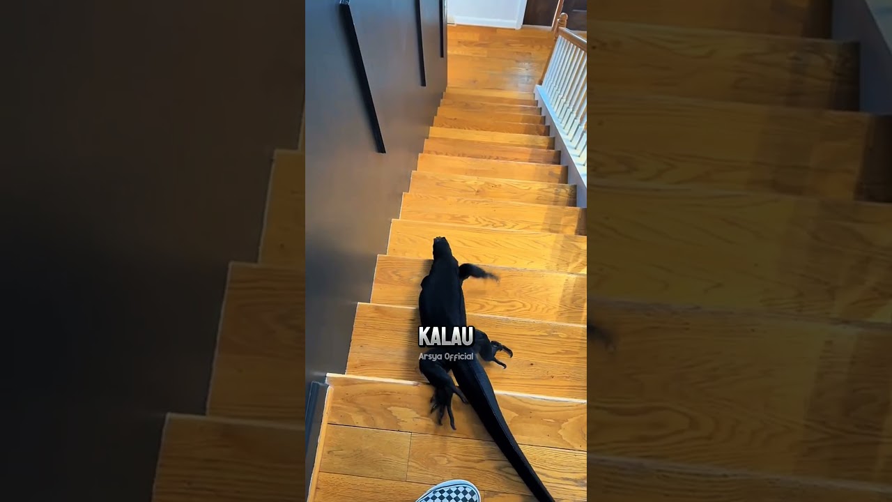 Kadal Peliharaan Bertelur di Lantai ⁉️😱