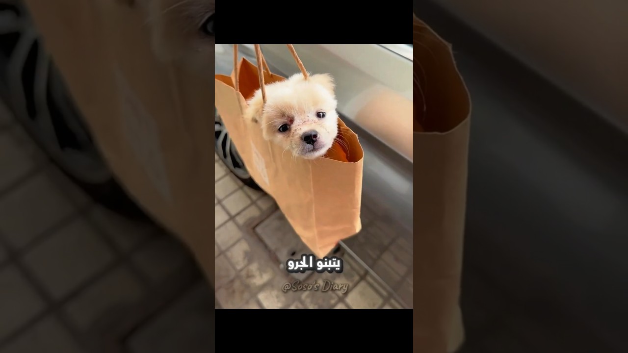 الكلب الصغير دا تم انقاذه بأعجوبة