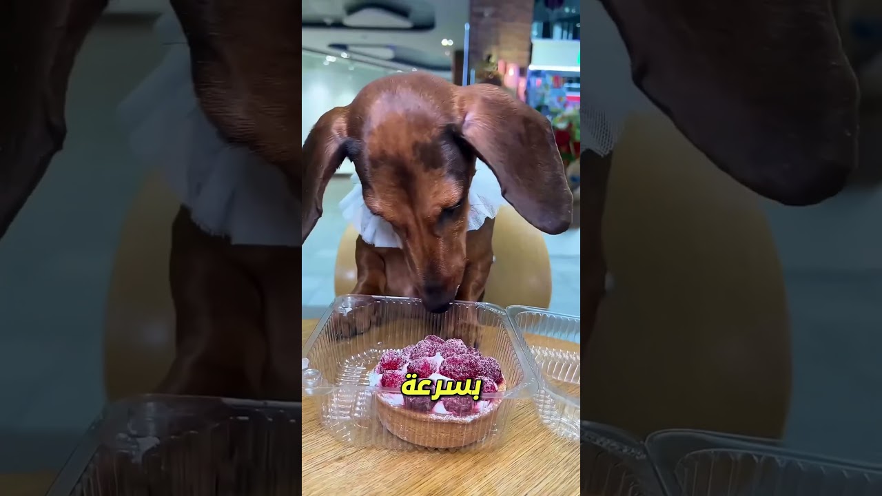 سونو يفاجئ الجميع ويأكل الكعكة كاملة 😱🍰