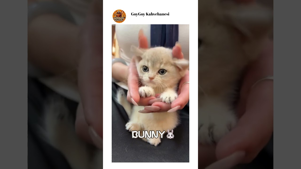 Her kılığa girdi ya ❤️😻