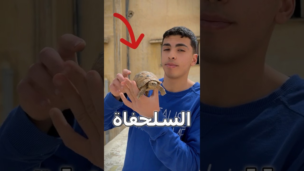 حولت سلحفاة لقطة بالرسم😳🐢#drawing #رسم #shorts