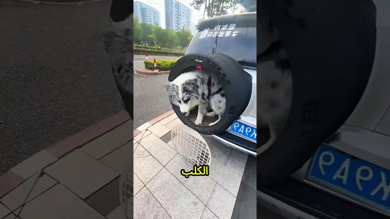 إحنا إزاي هناخد الكلب بتاعي وإحنا مسافرين يا بابا؟🐶✈️❤️