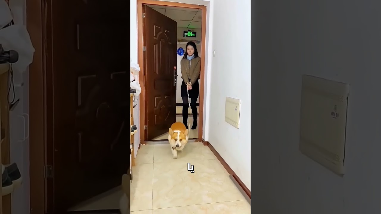 🐕 مفاجأة ليو الصادمة! شاهد ماذا أحضر هذا الكلب الذكي لصاحبه مقابل الطعام | قصص روعة #شورت