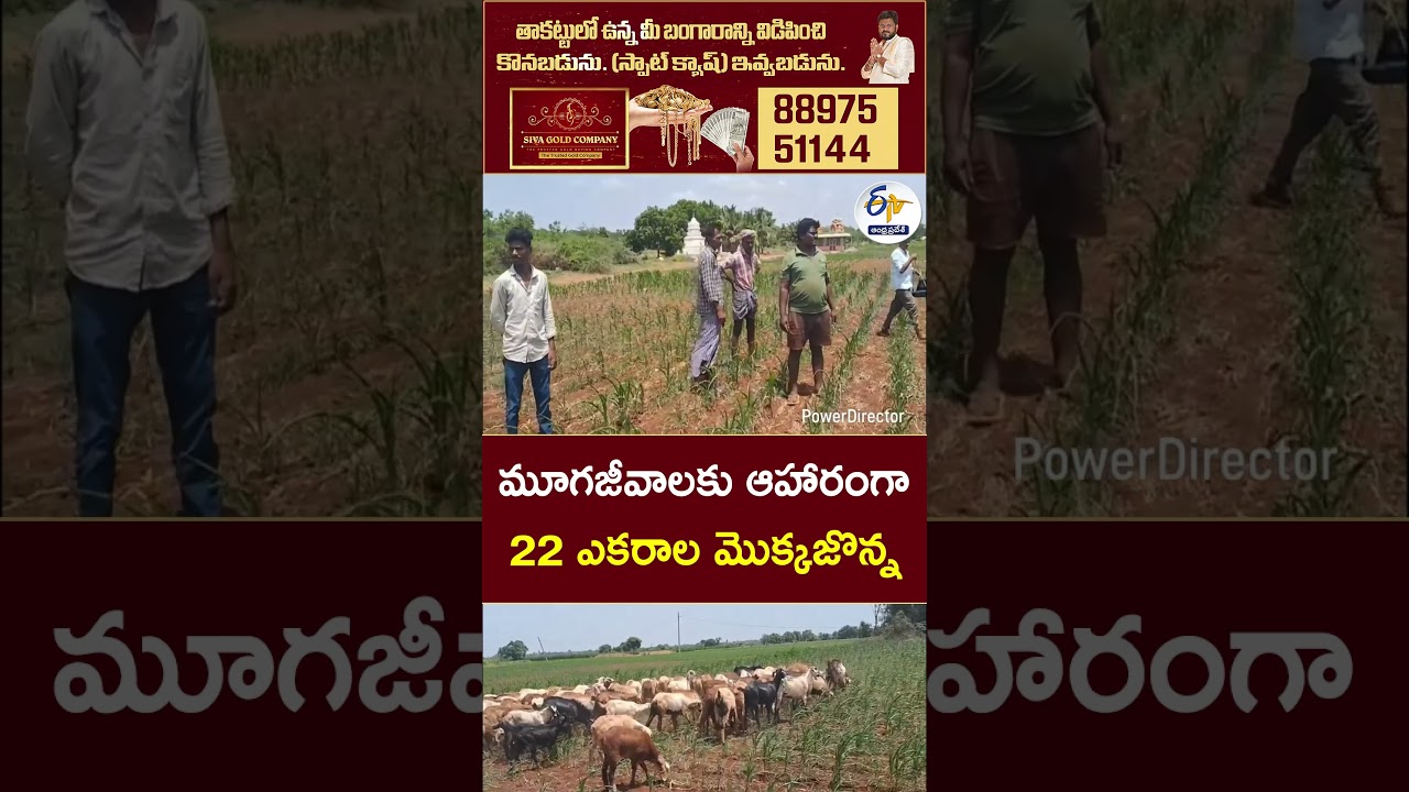 Farmer Leaves 22 Acres of Maize for Cattle After Drought