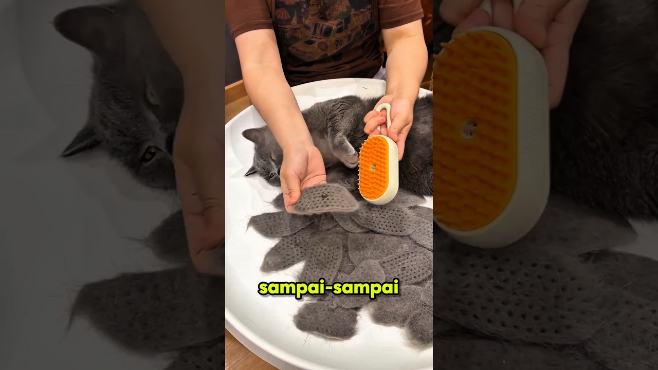Bulu kucing yang rontok ternyata bisa jadi ini😺😯 #shortviral #shorts