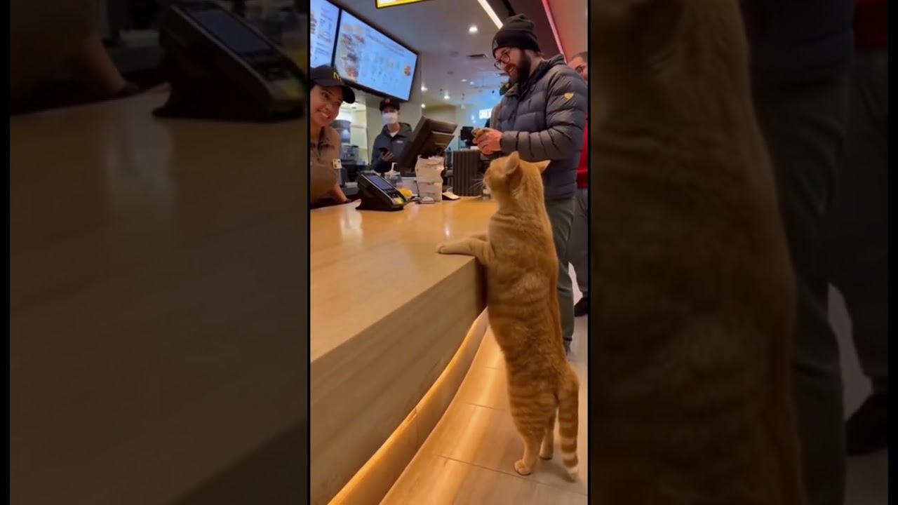 #cat #cute #funnyanimals #aishorts #cutecat #cuteanimals #cats