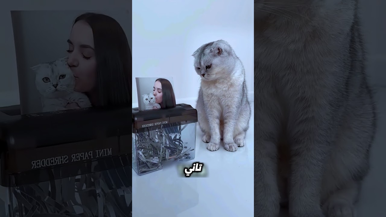 لحظات حزينة للقط الصغير 🥺🐱