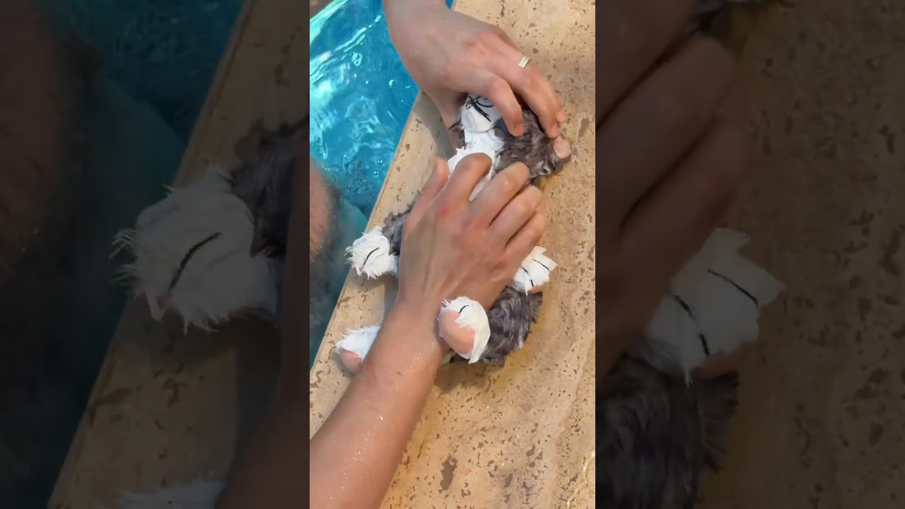 Suyun altında koyu renkli bir şey duruyordu