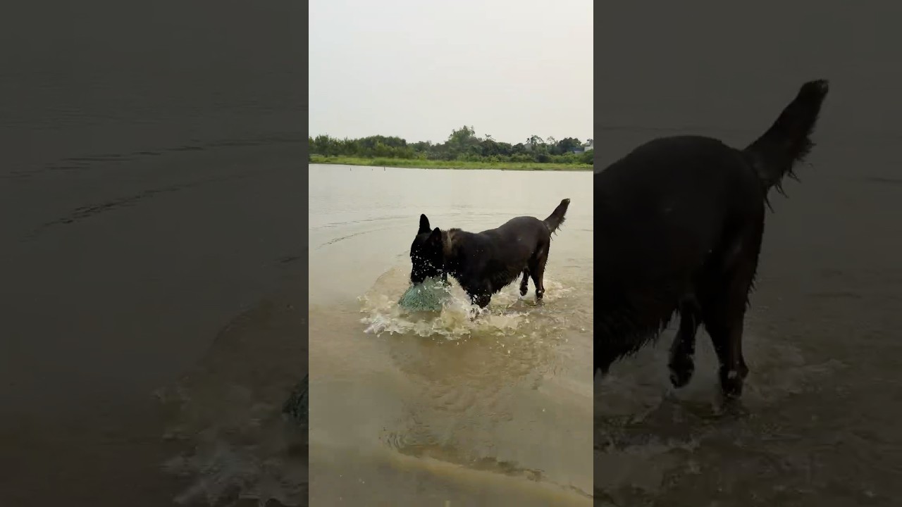 Crying Baby’s Teddy Bear Thrown into the Lake – Hero Dog Jumps In to Save It#lovedog #dogs #pets