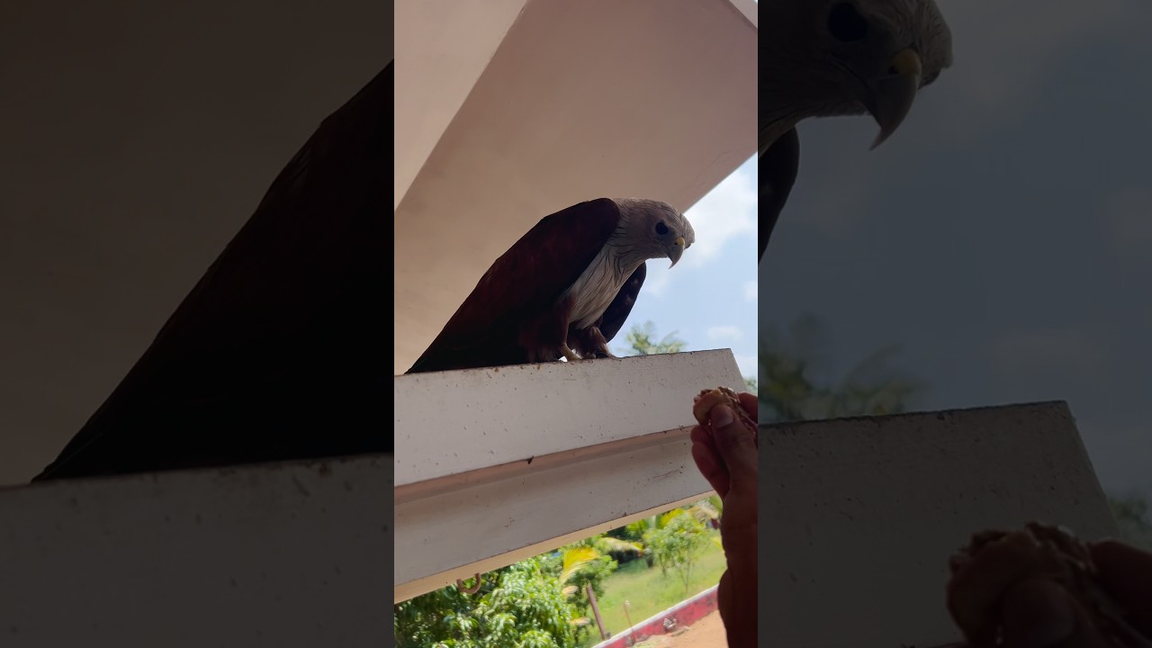 ഇനി ഇവൻ ഉണ്ടാവില്ല.. 💔 #aswinpramodh #eagle #trending