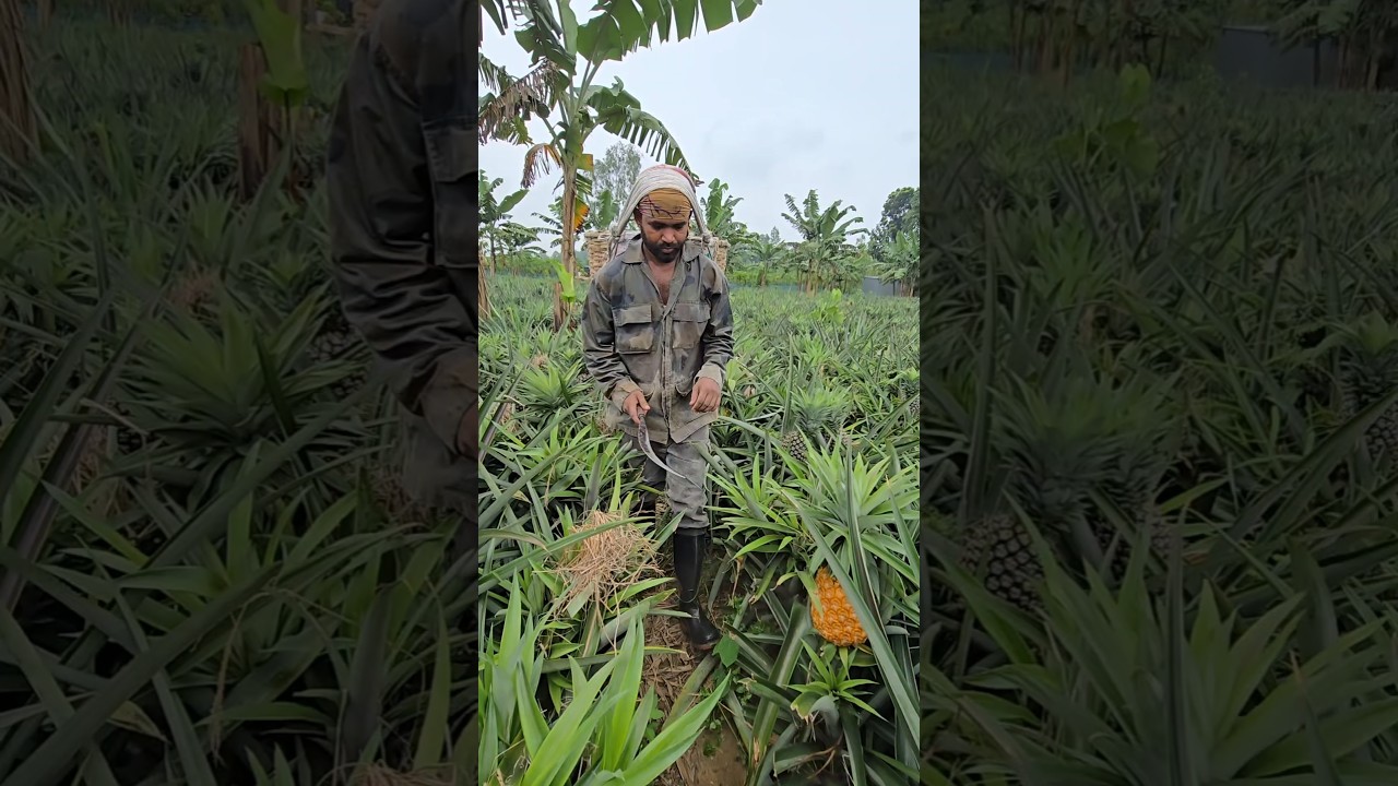 🔥 Amazing Pineapple Harvesting | Incredible Cutting Skills on the Farm