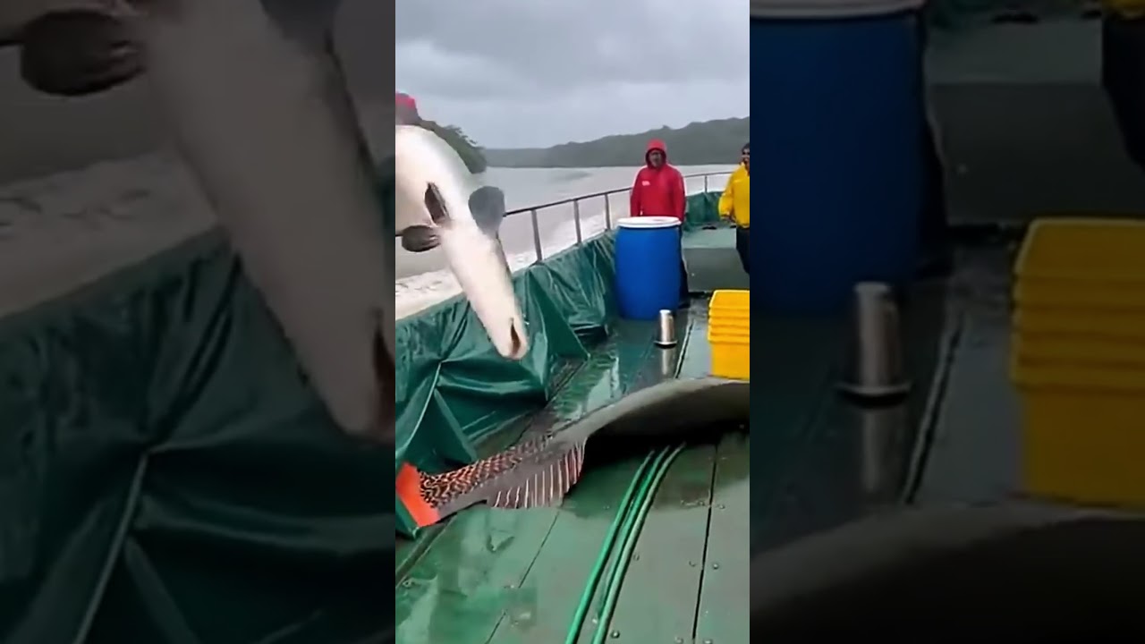 #낚시대 #shark #바닷바람 #바다 #fishing #낚시 #ocean #fish