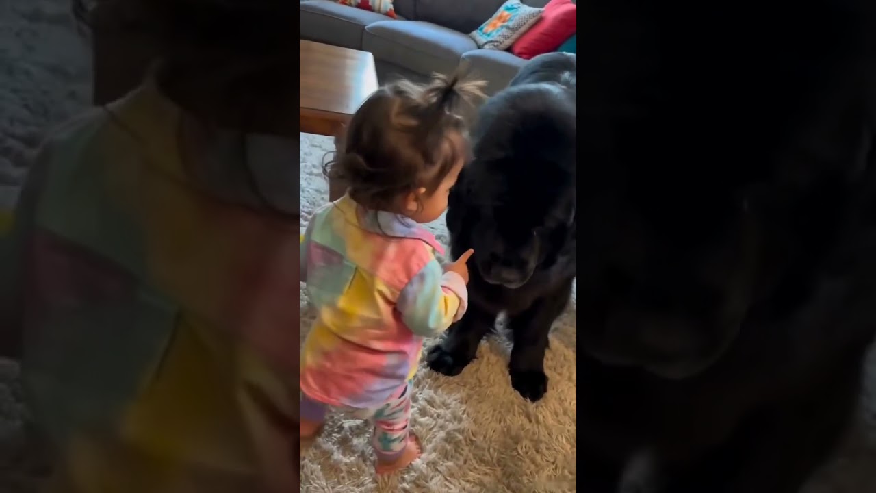 Toddler Catches Giant Black Dog During The Pancake Theft Moment🥰 #dog #doglove #funnydog