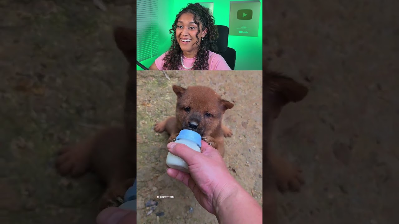 Ele até RONCA! 🐶