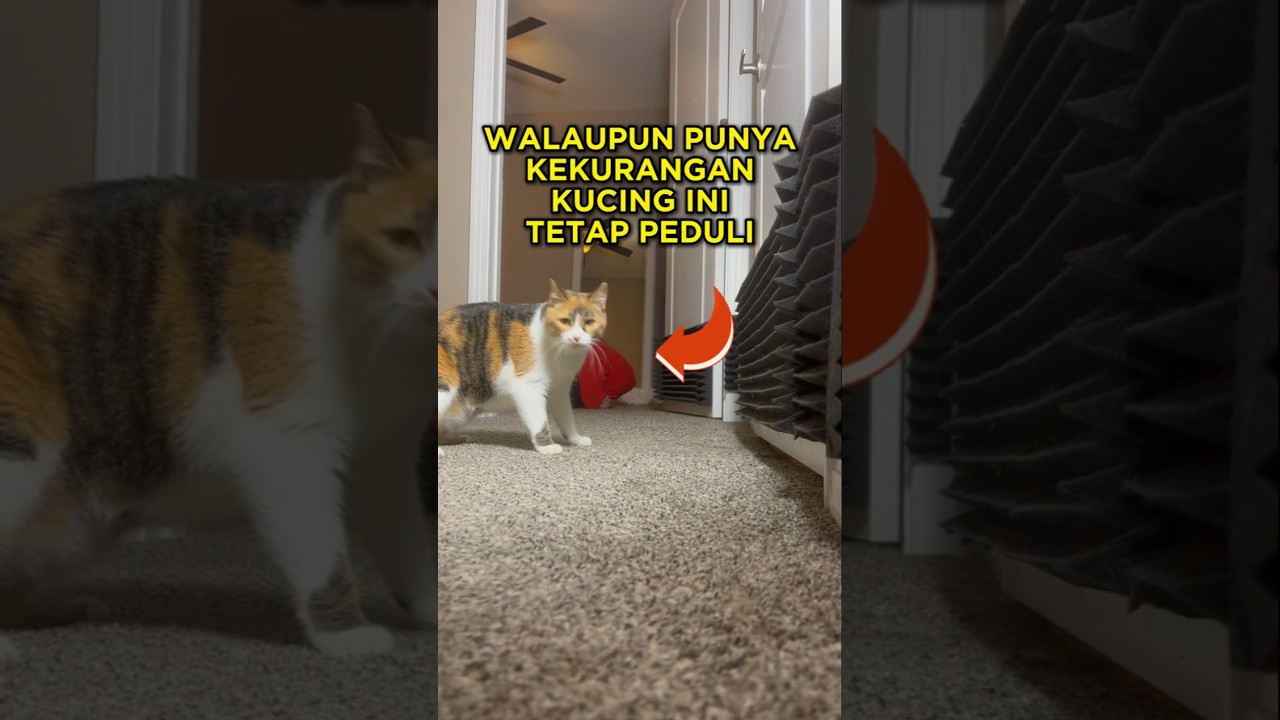 Kucing Ini Tetap Peduli Walau Dia Sendiri Punya Kekurangan 🐱🥺 #shorts #kucing