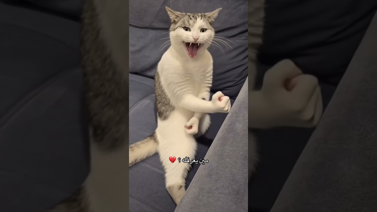 وش اعطيه 💔