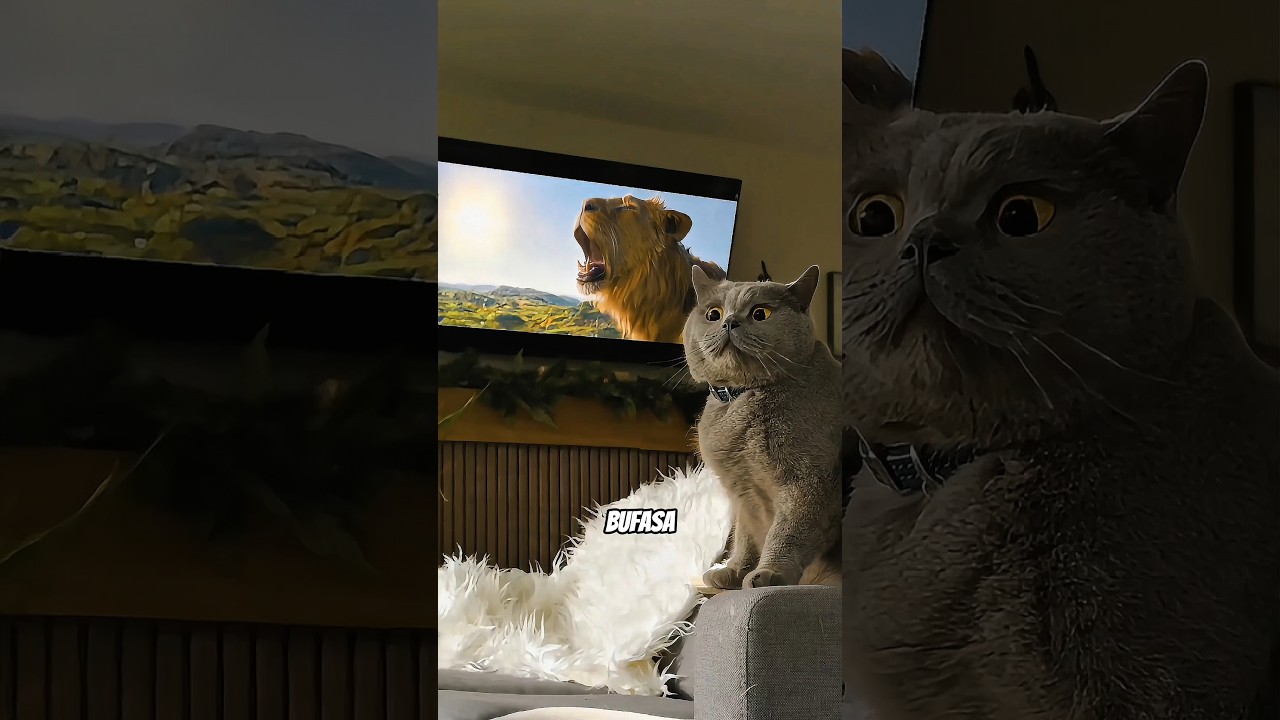 Kucing Ini Terlalu Menghayati Peran Mufasa! 🦁