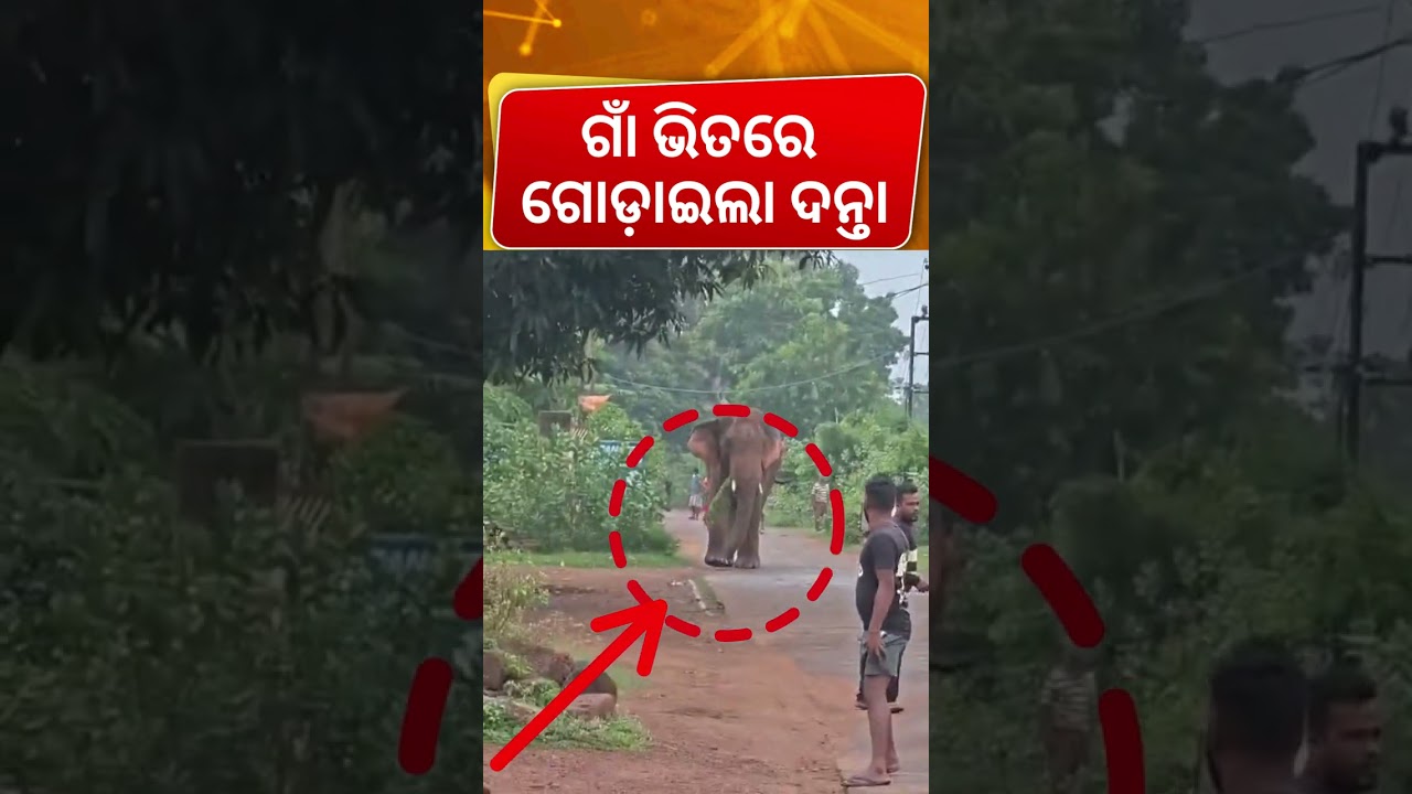 ଗାଁ ଭିତରେ ଗୋଡ଼ାଉଛି ହାତୀ.. Wild Tusker Enters Village In Dhenkanal! Panic Grips Residents