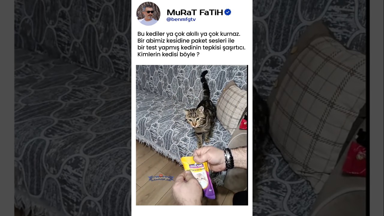 İşine Gelince Duyan Kedinin Maskesini Düşürdük! 😾🔊"