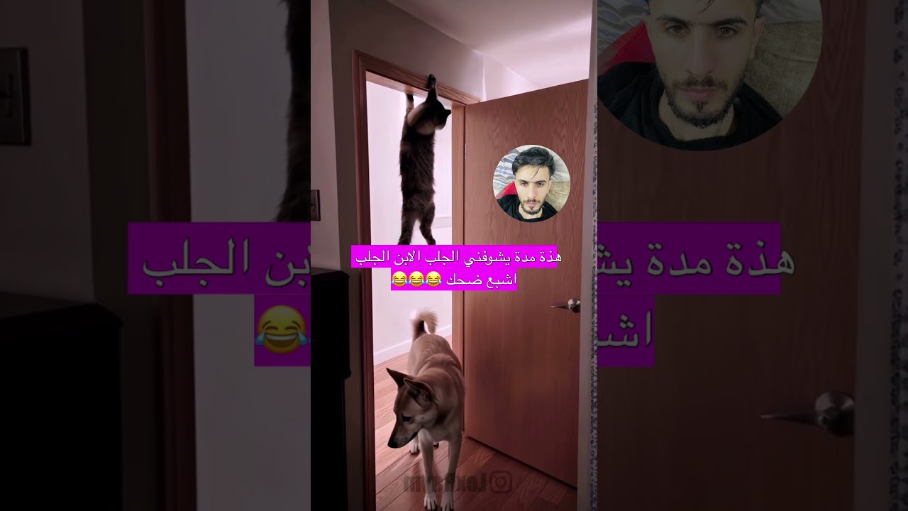 هذة مدة يشوفني الجلب الابن الجلب اشبع ضحك 😂😂😂