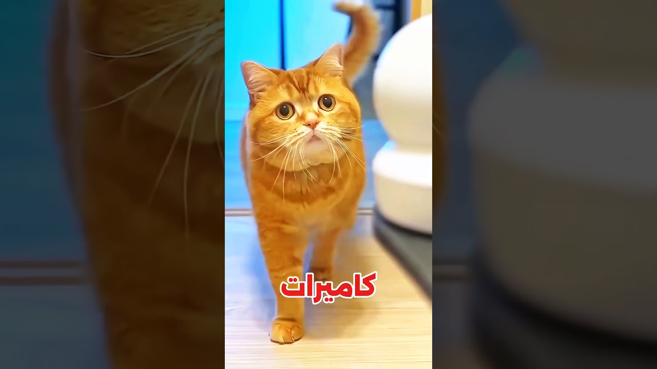 القط دور في البيت كله عشان يسعد الولد! ❤️ #اكسبلور #قصص #fyp #shorts