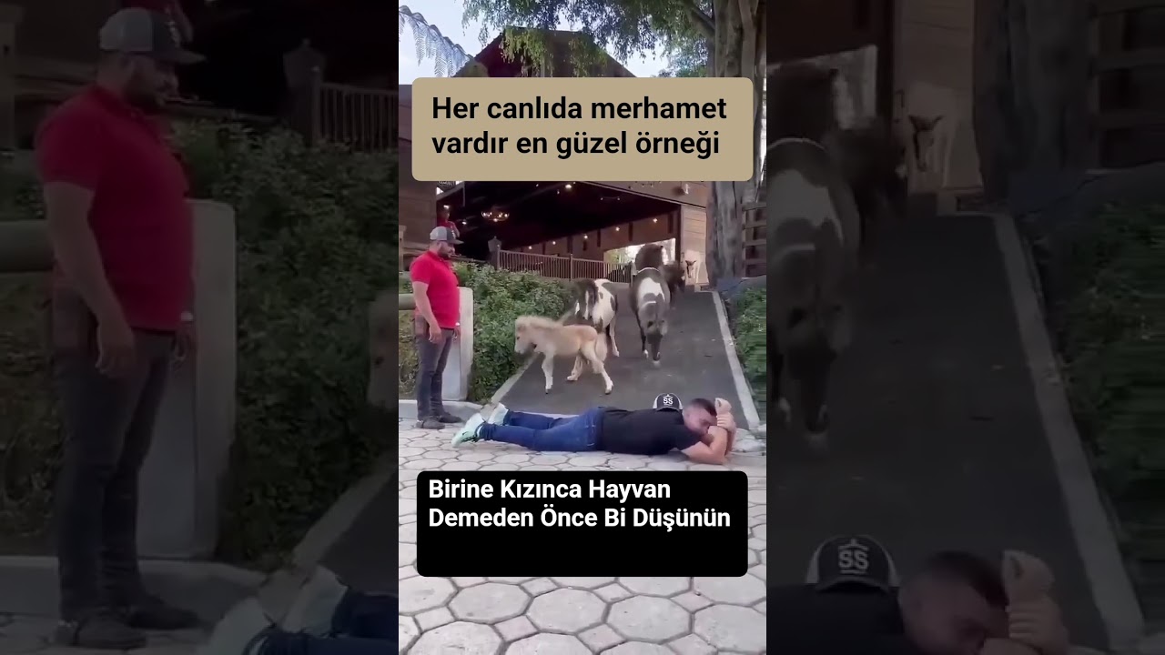 💗Birine kızınca hayvan demeden önce bi düşünün💗#short #ytshorts#keşfet #sadık#dost #merhamet