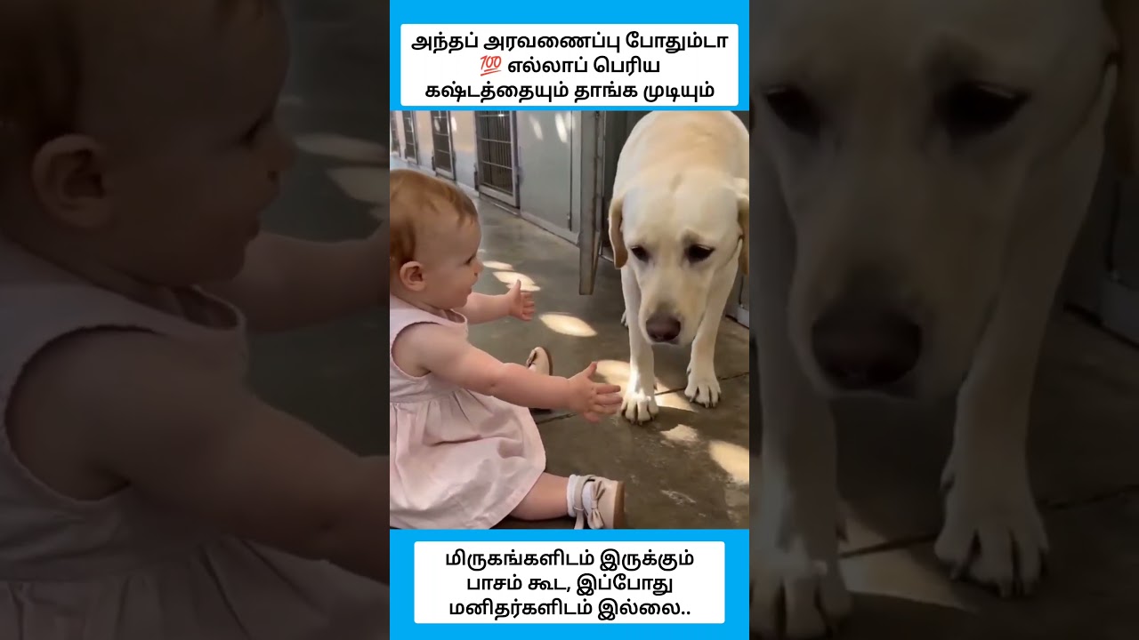 ஒரு சிறிய அழைப்பு, ஒரு மென்மையான அடி, மறக்க முடியாத ஒரு அணைப்பு. #shorts