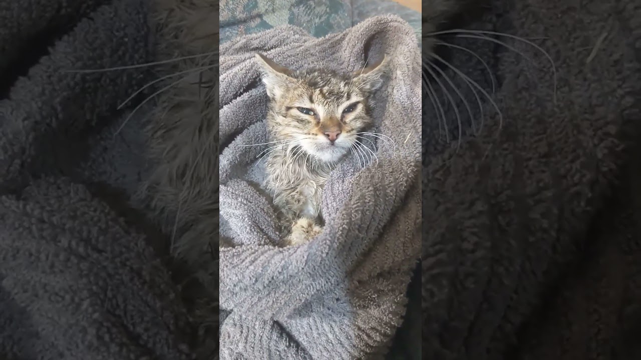 Dogs found a kitten in a frozen little pond. I brought it in the house and warmed it up slowly. - Published by Todd Oland