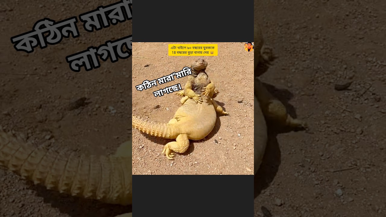 আরবিয়ানদের কাছে সবথেকে প্রিয় হলো ঠান্ডা।।👍