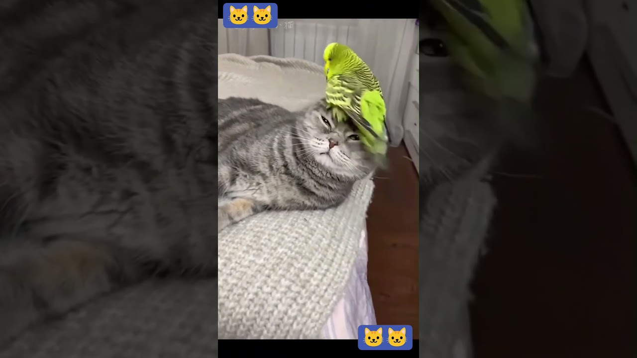 Funny cats 😎😎🐱🐱