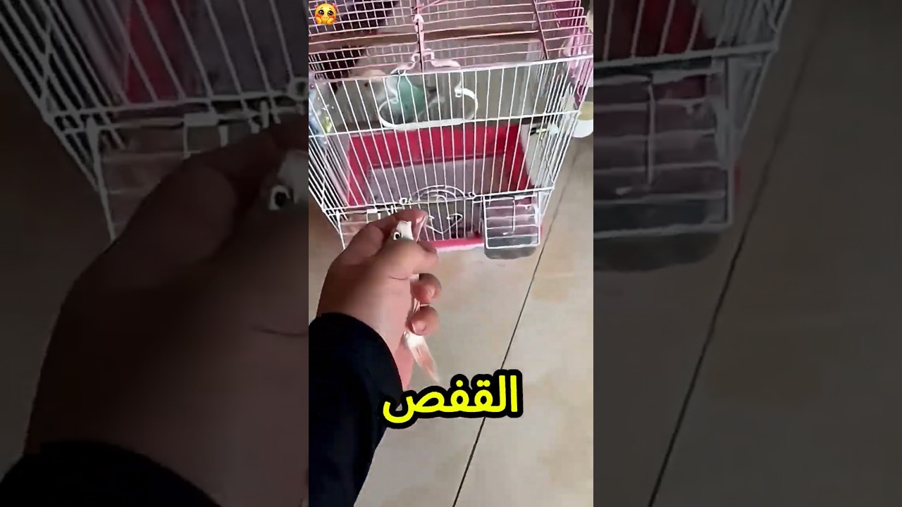 أنا هحط السمكة دي في القفص😱🪤💥