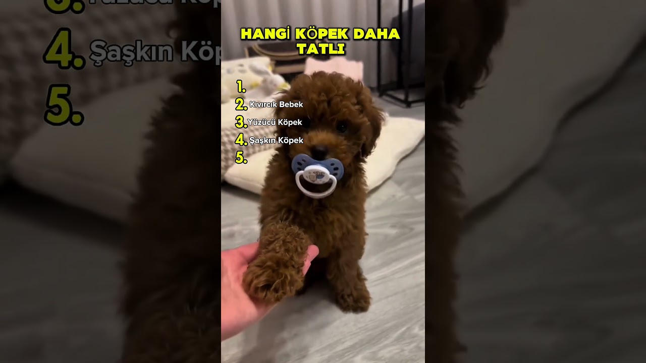 HANGİ KÖPEK DAHA TATLI #32 #puppy #köpek #goldenretriever