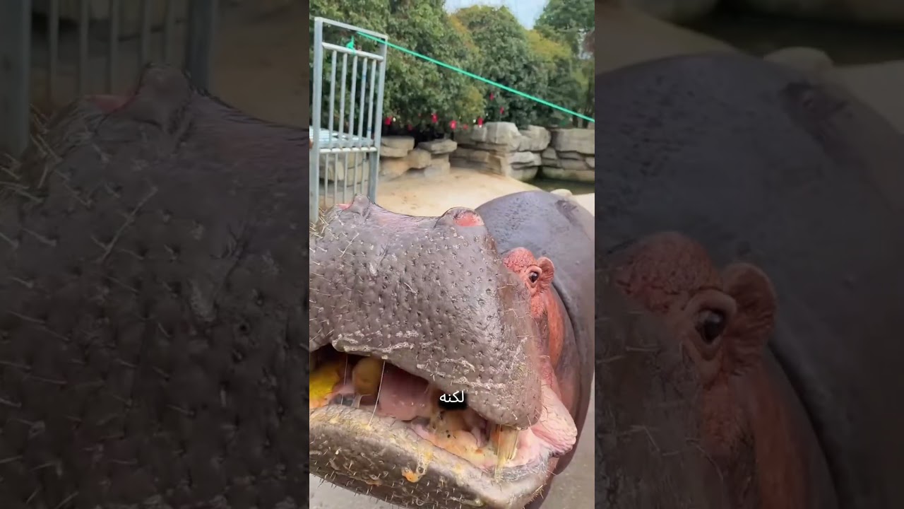 السر الغريب بين المالك وفرس النهر!