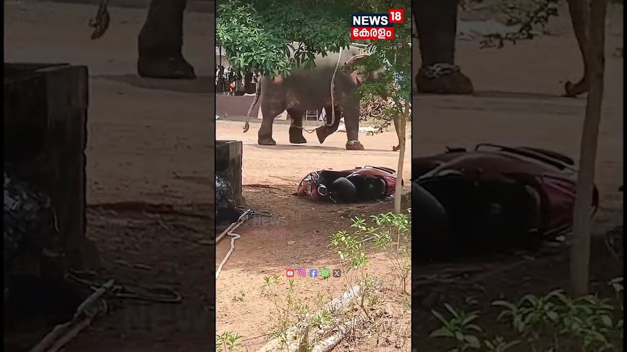 ഒരാളെ ചവിട്ടിക്കൊന്നു, വാഹനങ്ങൾ എടുത്തെറിഞ്ഞു; Angamalyയിലെ ക്ഷേത്രത്തിൽ ആനയിടഞ്ഞു | Ernakulam |N18S