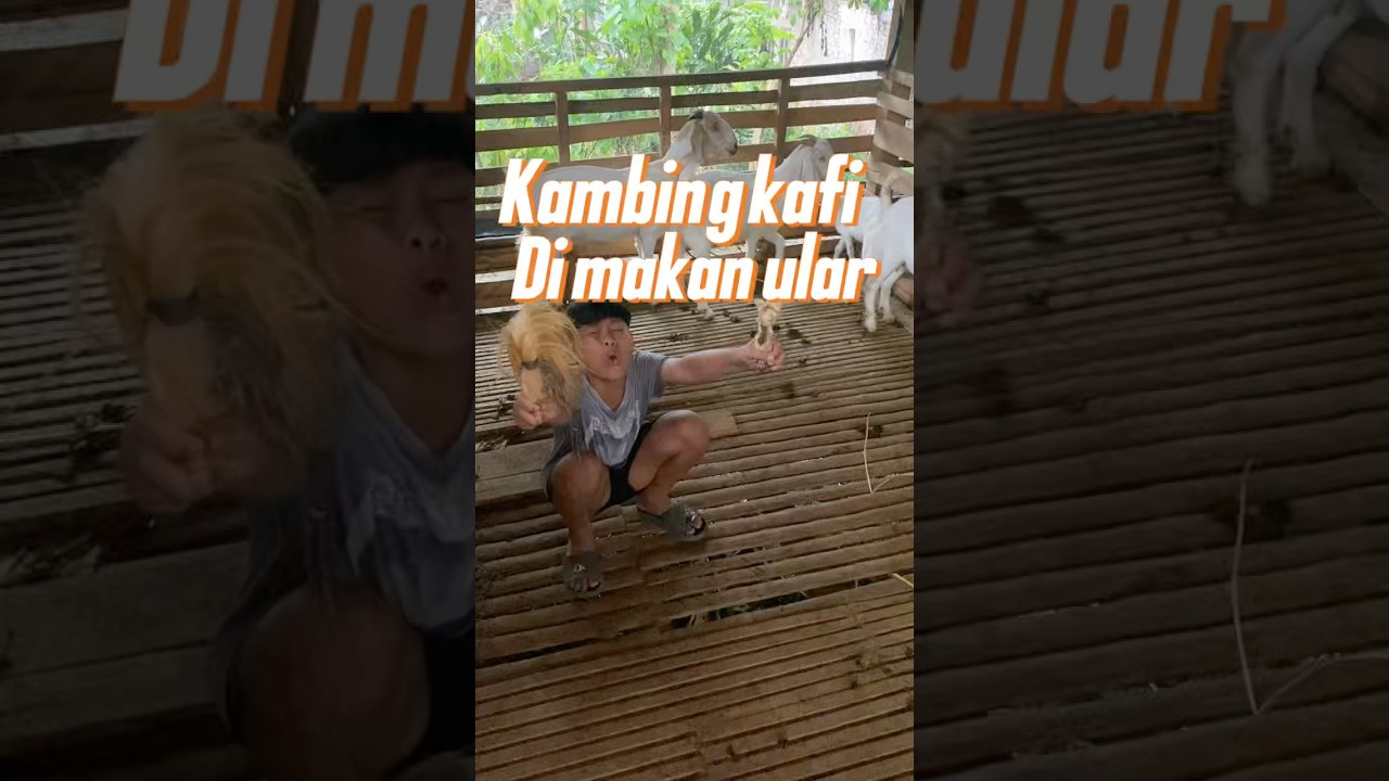 Kambing kafi di makan ular#shots