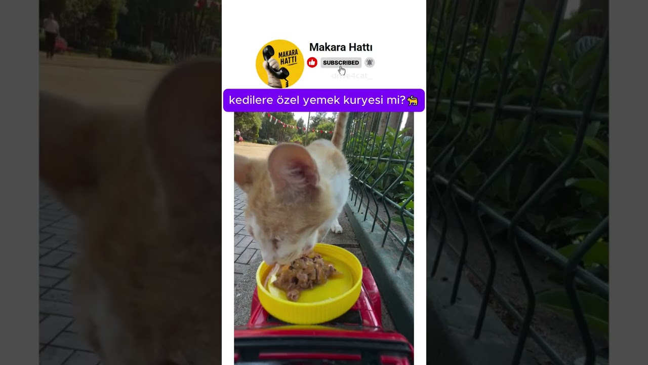 kedilere özel yemek kuryesi 🐱