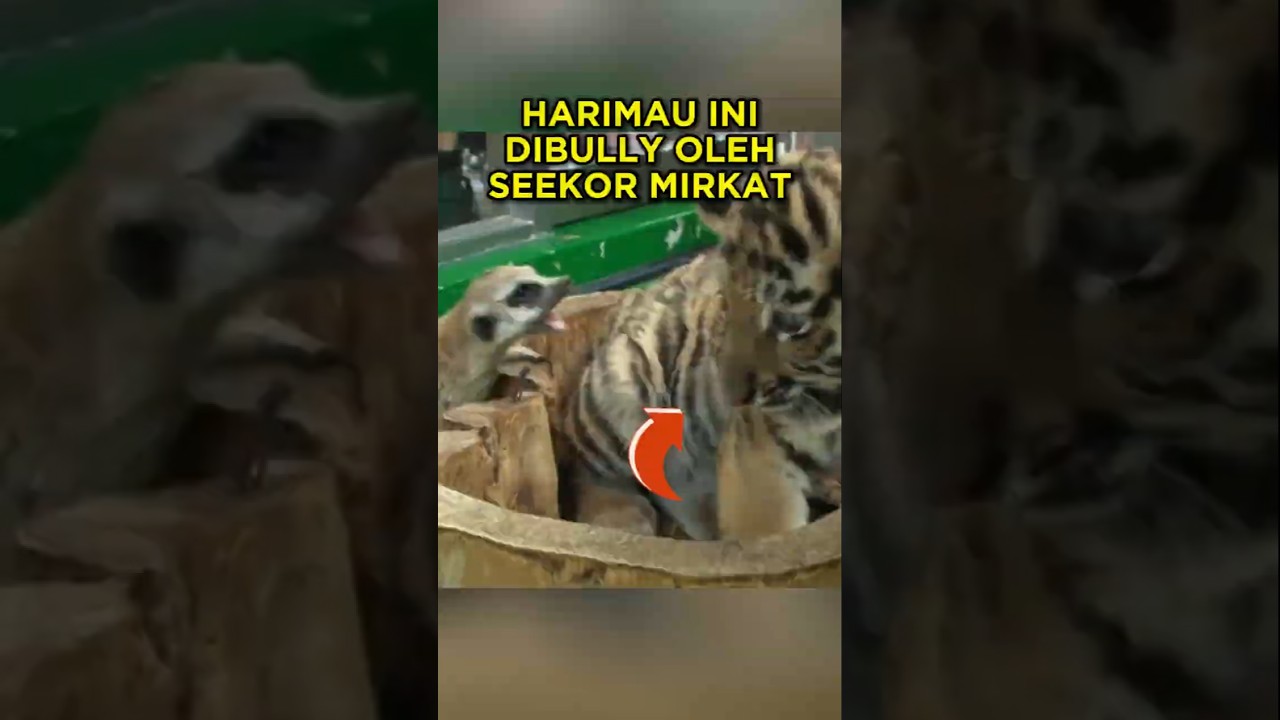 Anak Harimau Ini Dibully Oleh Seekor Mirkat, Tapi Lihat Apa Yang Dia Lakukan 🐅🐿 #shorts #harimau