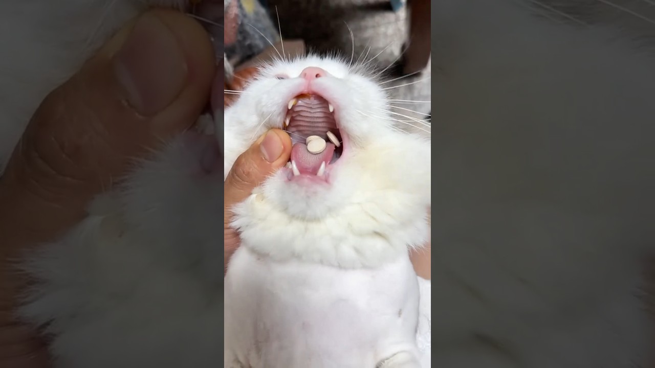 💊🐾 Bu Kedinin İlaca Tepkisi Çok Komik 😹 #keşfet