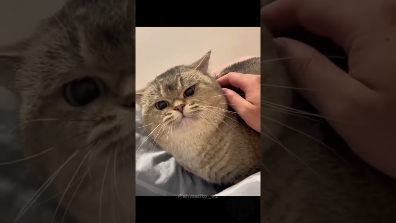 عشوائيات القطط 🤣🤣 #cat #كوميديات #اكسبلور #هتضحك #funny #تحشيش #ضحك