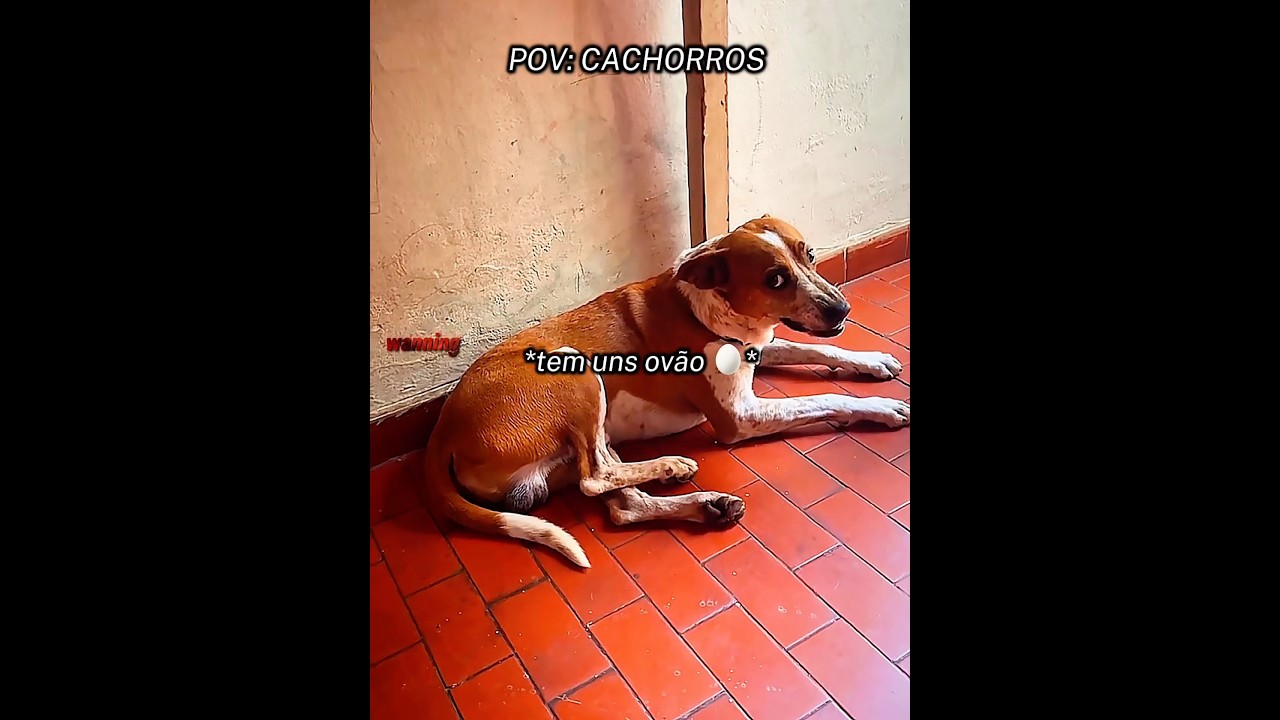 O NOME DELE É BOB 🥚 #pov #memes #cachorro