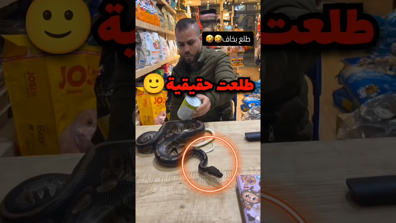 اعطاه افعى حقيقية وهو يحسبها مزيفة وهذا اللي صار 😦