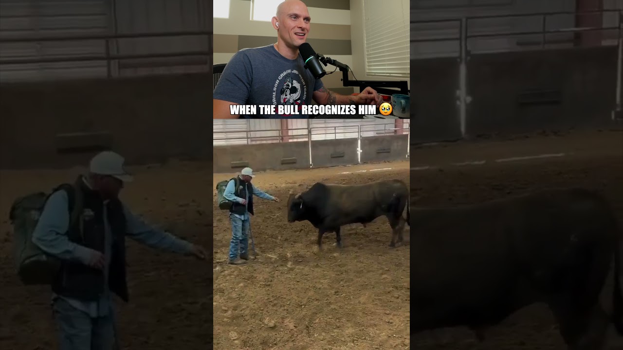 When the bull recognizes him 🥹